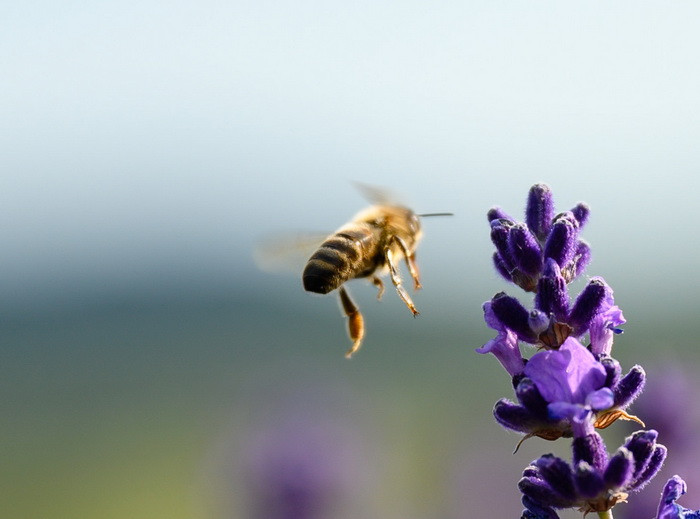 Összegyűltek a magyarországi aláírások a méhek megmentését célzó európai kezdeményezéshez