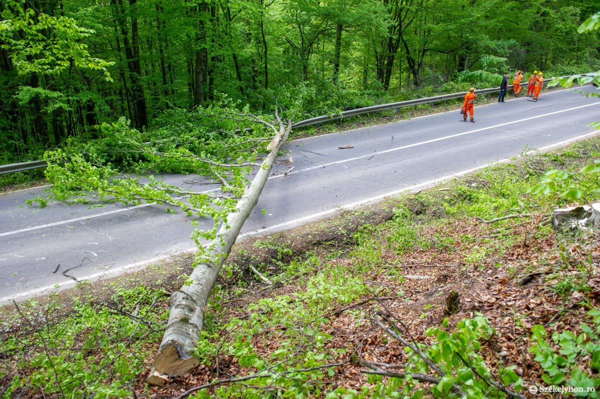 Kivágták a veszélyes fákat a Cekend-tető és Máréfalva között