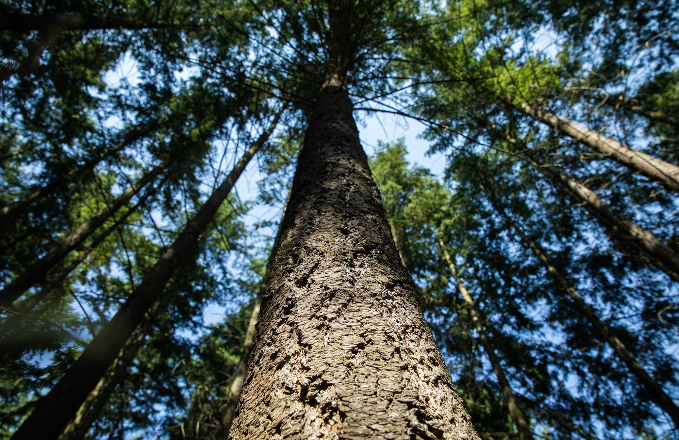 A fásítás nem csodaszer az éghajlatváltozásra egy elemzés szerint