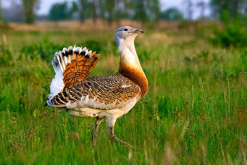 Villanyvezetéket helyeztek föld alá Nagyszalonta térségében a túzokpopuláció védelmében
