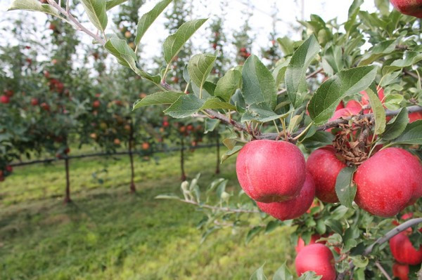 Rendkívül gyenge lehet az idei almatermés Magyarországon, de Romániában is termésvisszaeséssel számolnak