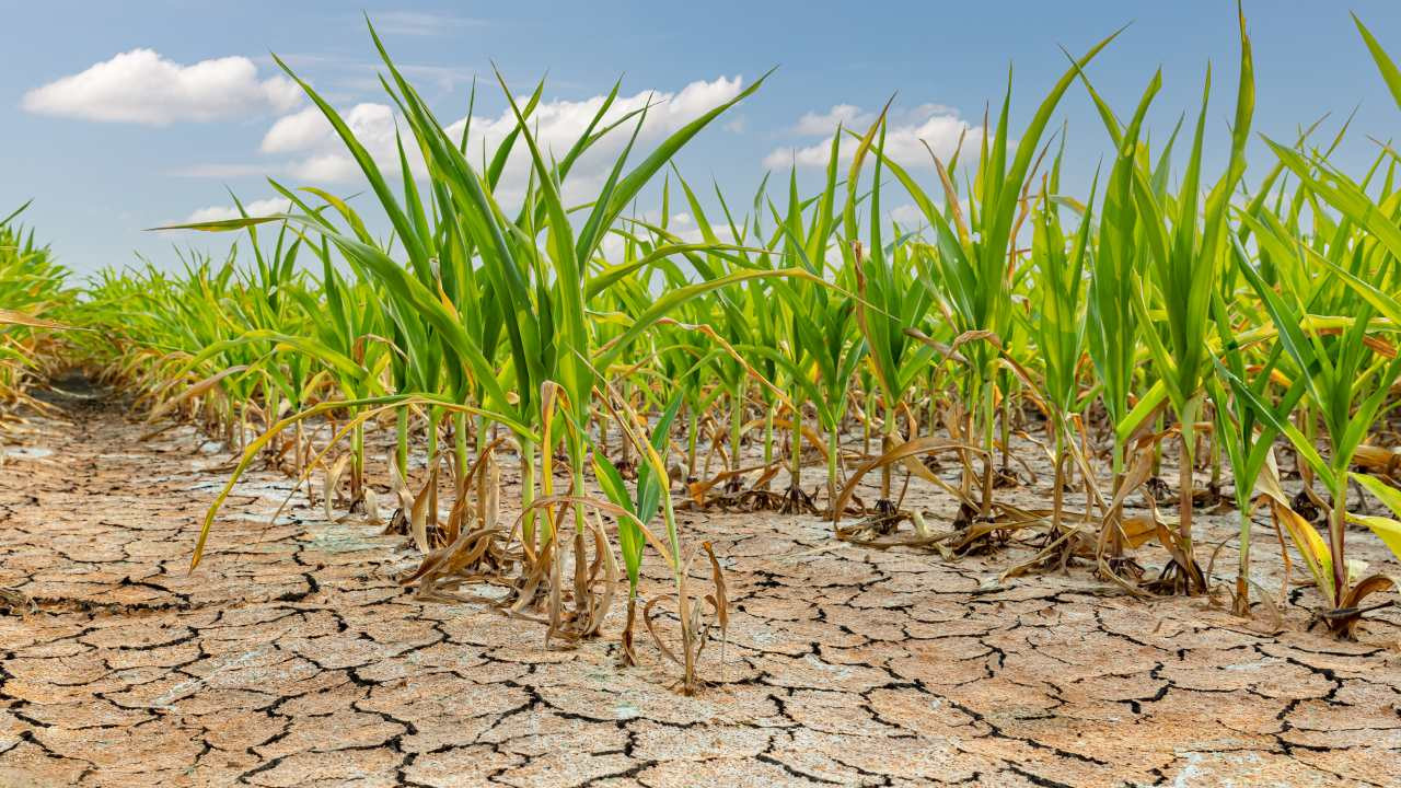 Hektáronként 1500 lejig terjedő állami támogatást kaphatnak az aszálykárosult gazdák