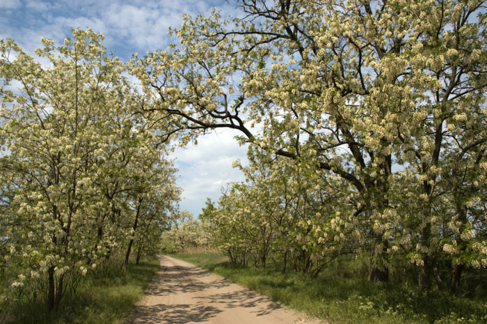 Az Akácos út kapta Az év magyarnótája címet
