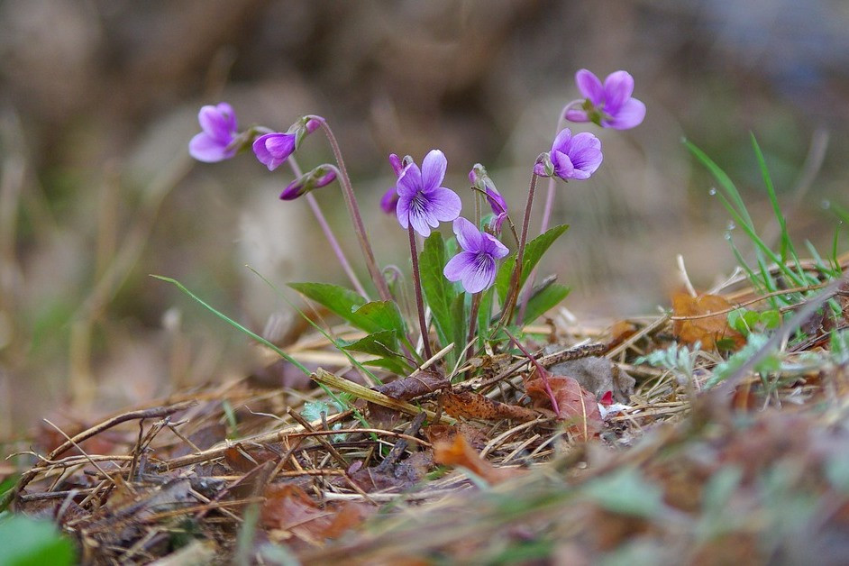 A hétvégén a reggeli fagyok után 10-15 fokra melegszik fel a levegő