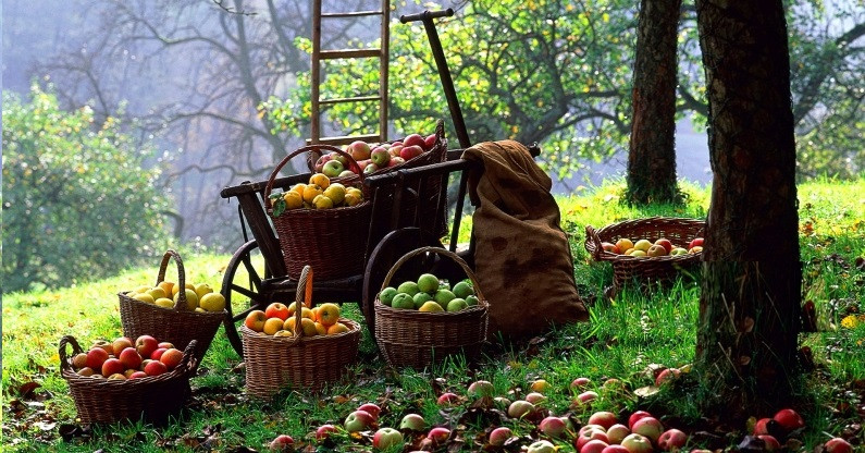 Minden eddiginél korábban indulhat a szüret a magyarországi almaültetvényeken
