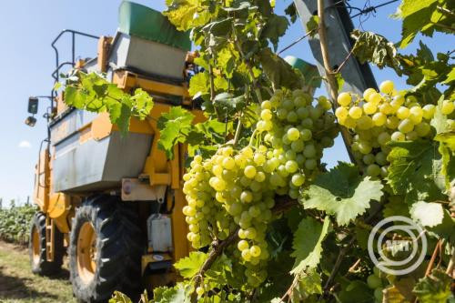 Nagy István: jön az agrár adócsökkentés, újabb terheket vesz le a kormány a gazdák válláról