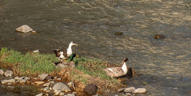 Mindmáig nem tudni pontosan, mekkora pusztítást végzett a parajdi bányakatasztrófa a Kis-Küküllőben