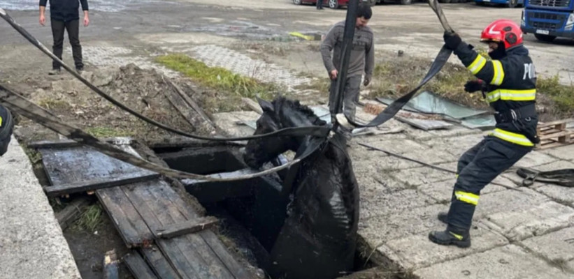 Vízelvezető csatornába szorult egy ló kedden Maroshévízen